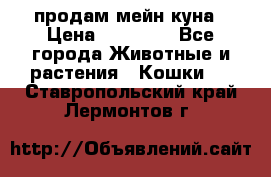 продам мейн куна › Цена ­ 15 000 - Все города Животные и растения » Кошки   . Ставропольский край,Лермонтов г.